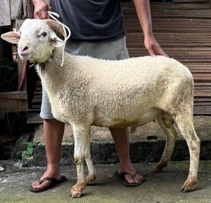 Kambing medium