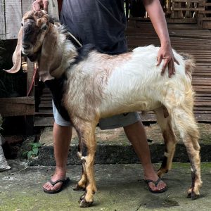 Kambing Premium