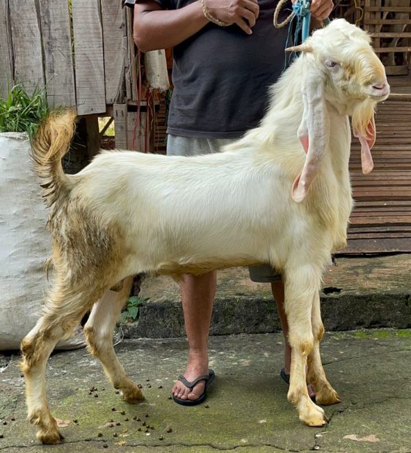 Kambing Jumbo