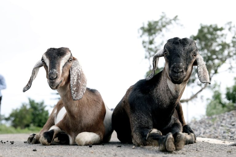 Two goats lying on a rural road in Lalakapa, India, capturing a candid rural scene.