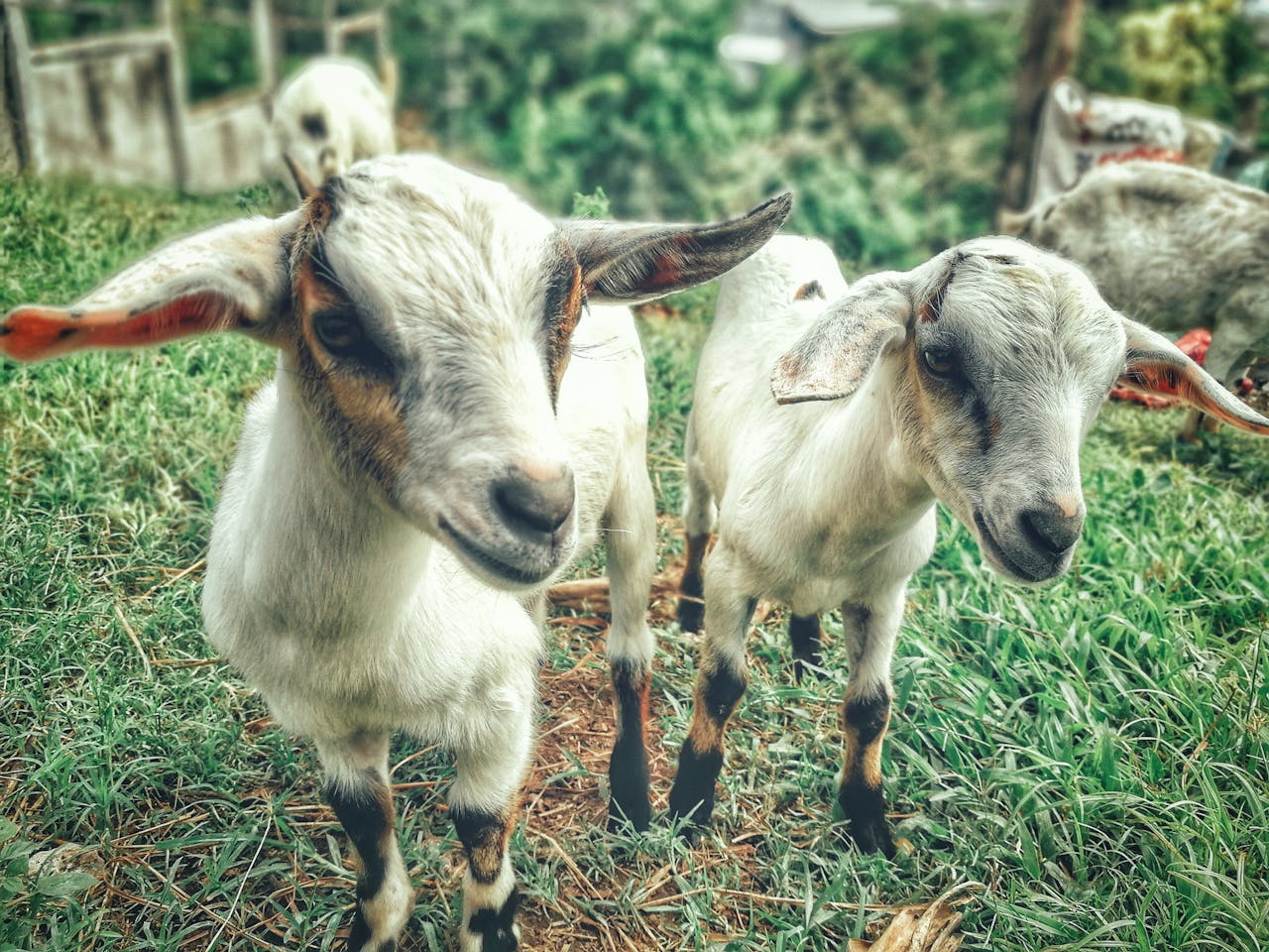 Adorable young goats exploring a vibrant, green pasture in a rural farm setting, showcasing life's simplicity.